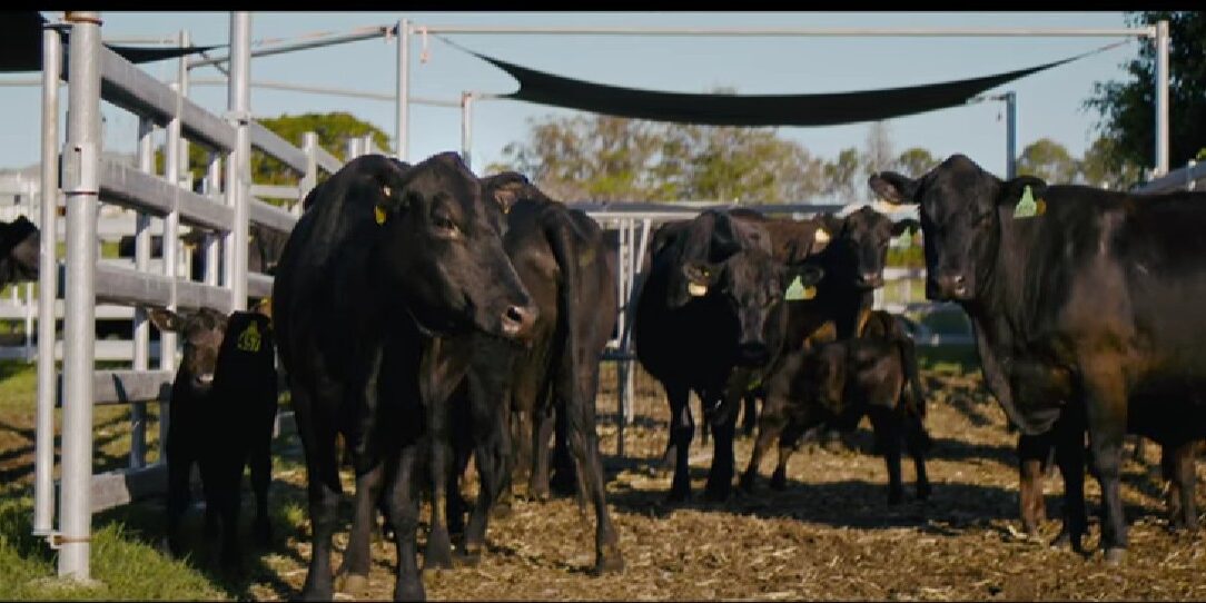 Improving Cattle Flow