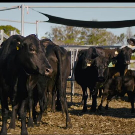 Improving Cattle Flow