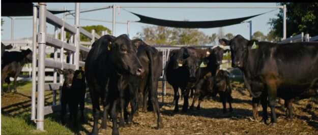 Improving Cattle Flow