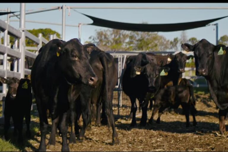 Improving Cattle Flow