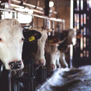 Livestock Handling System Design