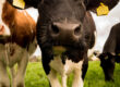 Preparing for the New Era: A Guide to Cattle EID in England (2027)