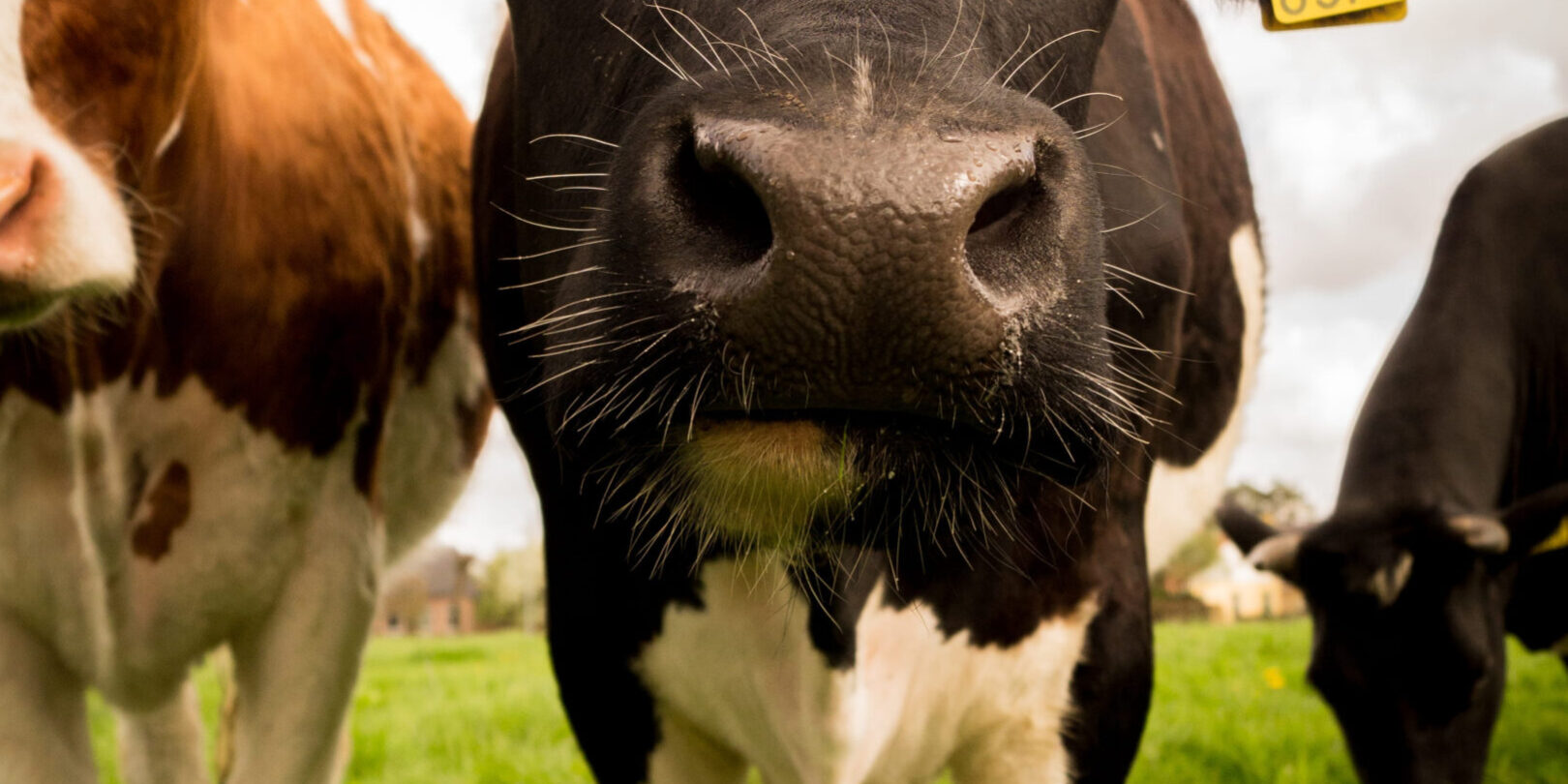 Preparing for the New Era: A Guide to Cattle EID in England (2027)