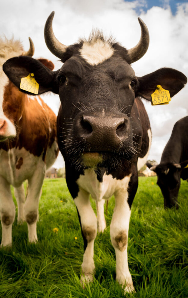 Preparing for the New Era: A Guide to Cattle EID in England (2027)