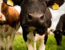 Preparing for the New Era: A Guide to Cattle EID in England (2027)