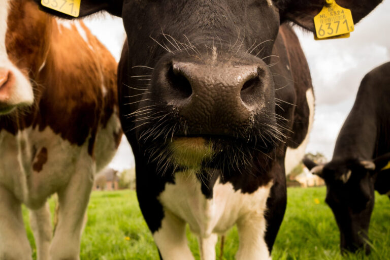 Calves EID Legislation from Defra Preparing for the New Era: A Guide to Cattle EID in England (2027)