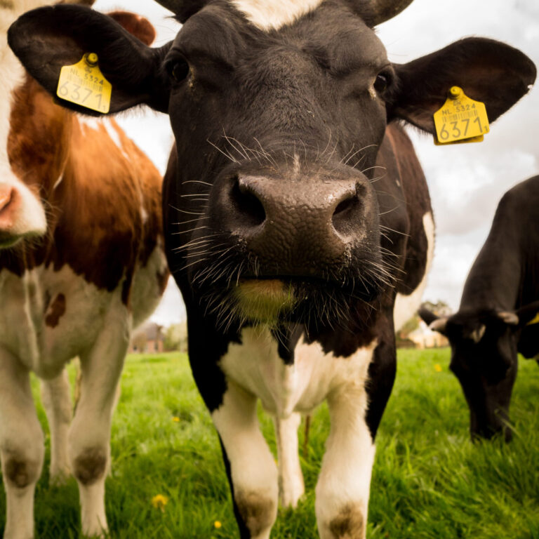 Preparing for the New Era: A Guide to Cattle EID in England (2027)