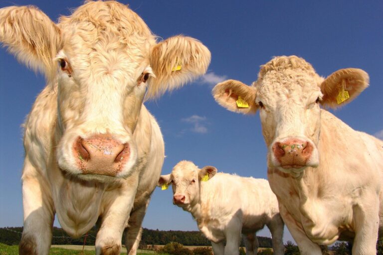 How Youngstock Management Reduces TB Transmission Risk
