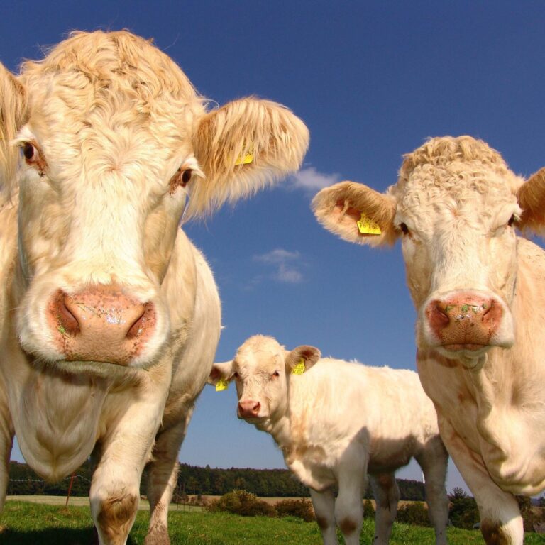 How Youngstock Management Reduces TB Transmission Risk