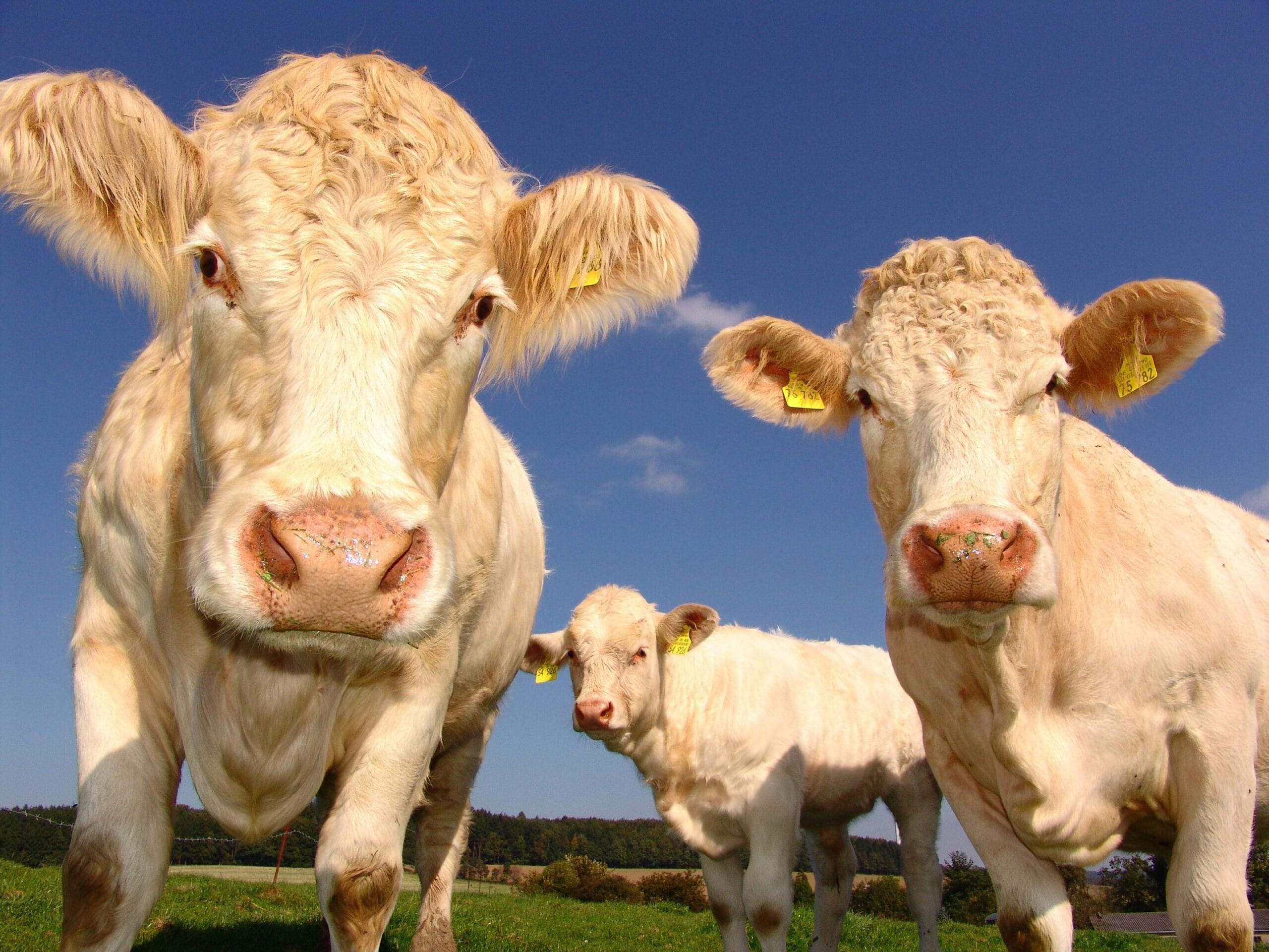How Youngstock Management Reduces TB Transmission Risk