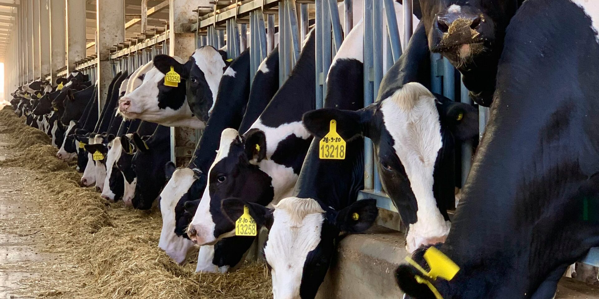 suvrajit-s-slDCGrK8LOM-unsplash What Dairy Farms Should Look for in a Cattle Crush