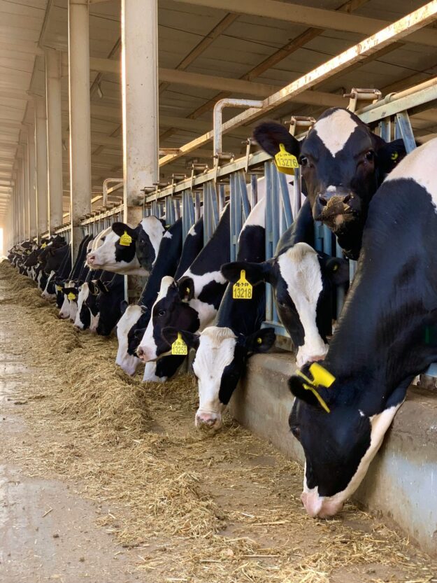 suvrajit-s-slDCGrK8LOM-unsplash What Dairy Farms Should Look for in a Cattle Crush