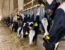What Dairy Farms Should Look for in a Cattle Crush