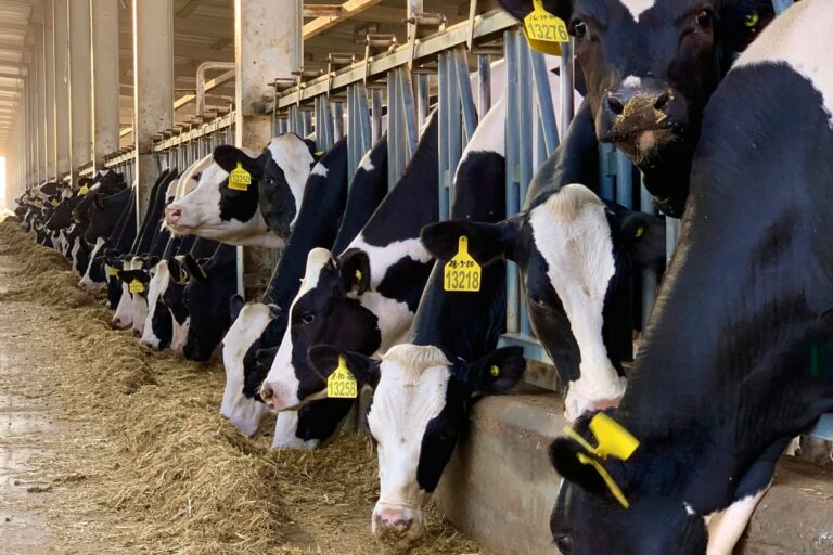 suvrajit-s-slDCGrK8LOM-unsplash What Dairy Farms Should Look for in a Cattle Crush
