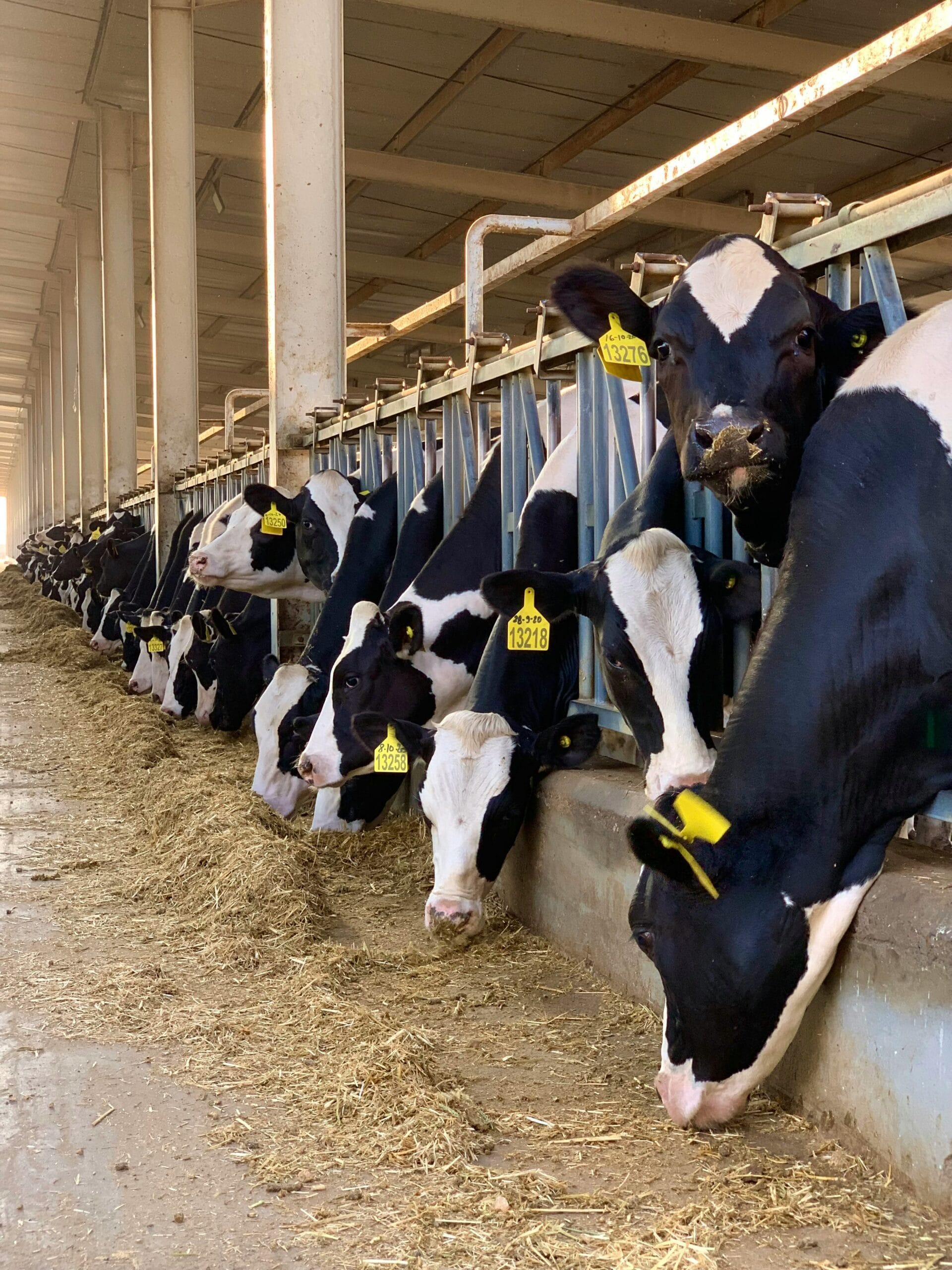 What Dairy Farms Should Look for in a Cattle Crush