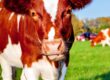 The Best Equipment for Handling Cattle Alone