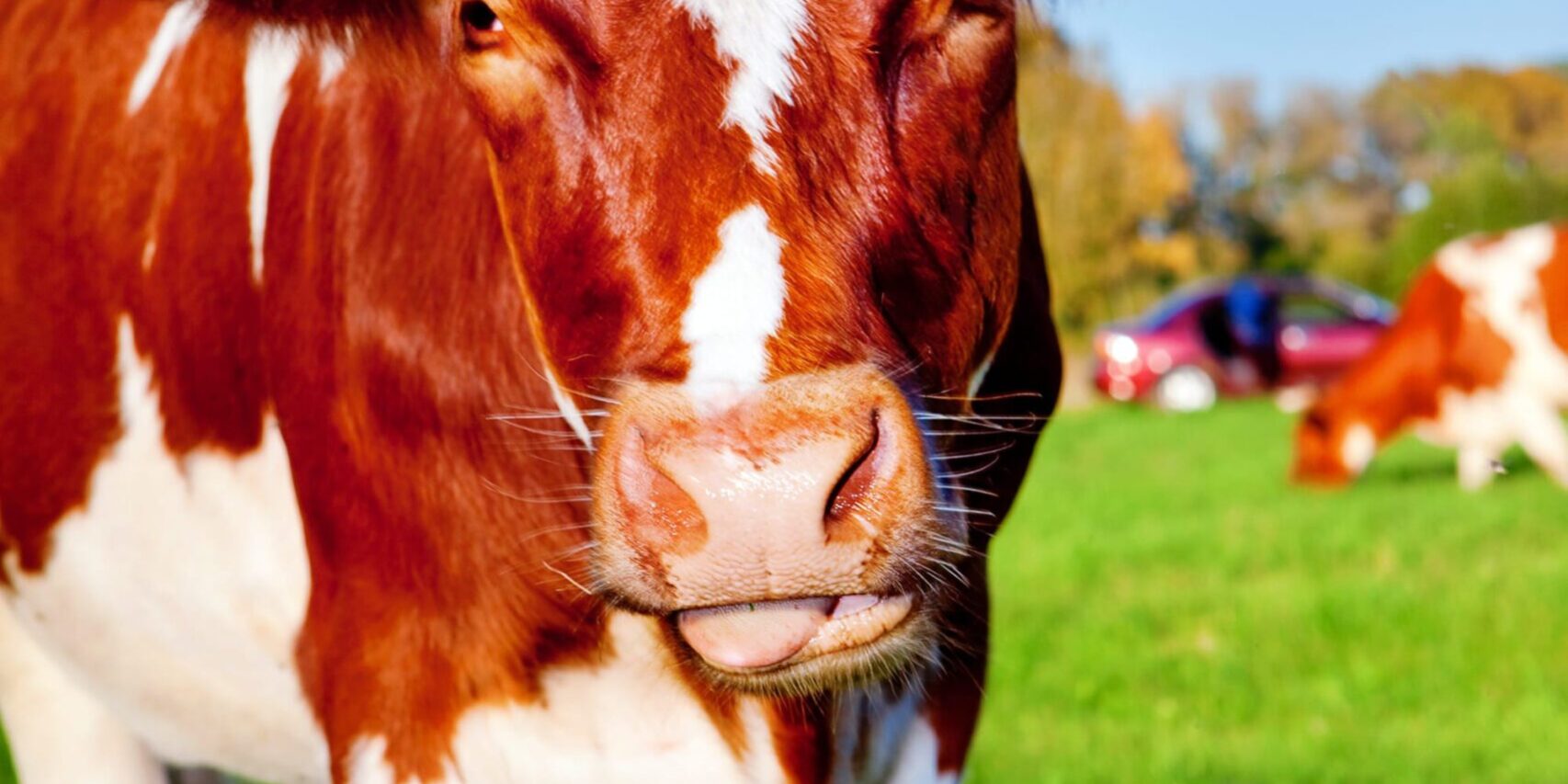 The Best Equipment for Handling Cattle Alone