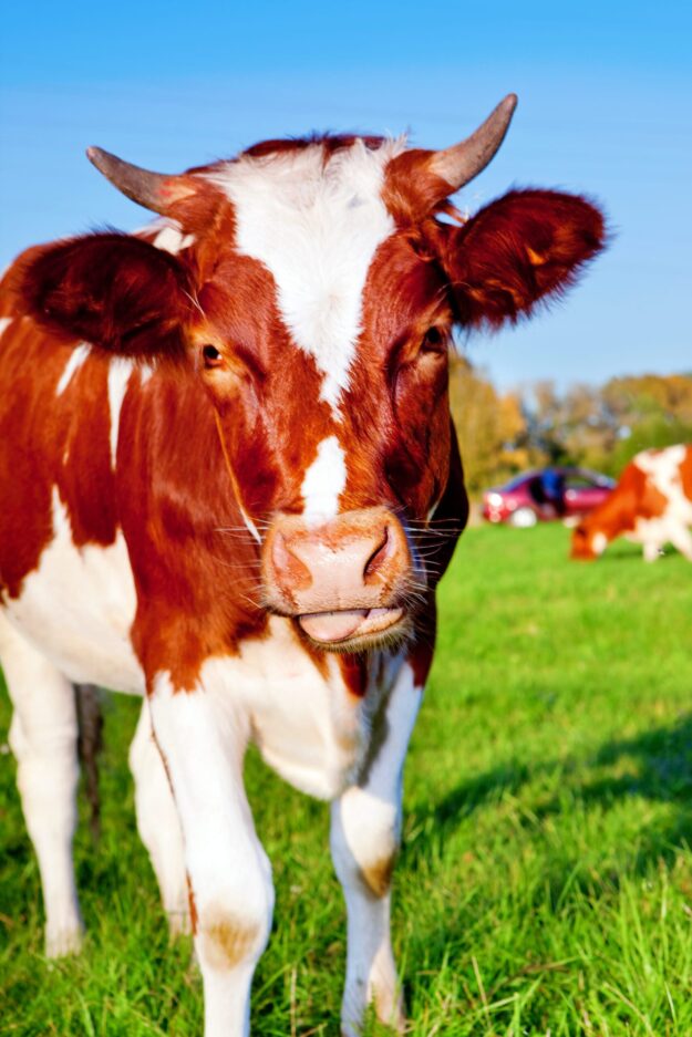 The Best Equipment for Handling Cattle Alone