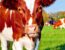 The Best Equipment for Handling Cattle Alone