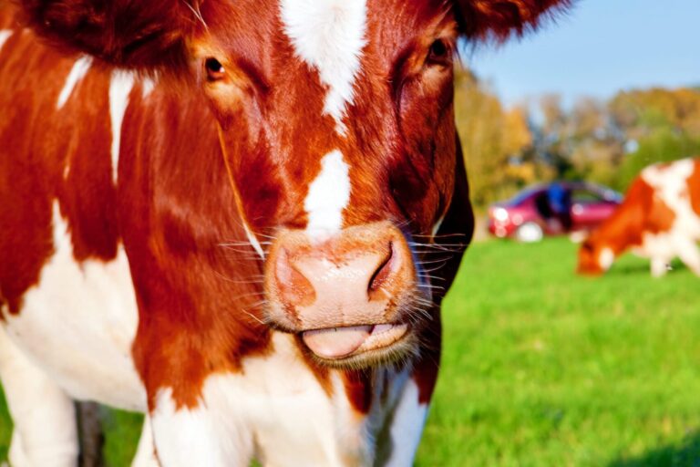 The Best Equipment for Handling Cattle Alone