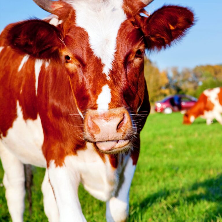 The Best Equipment for Handling Cattle Alone