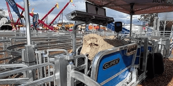 Mobile vs. Fixed Sheep Yards: