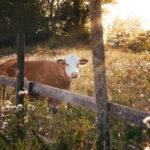 English Farming Grants