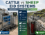 Cattle vs Sheep EID