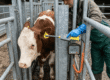 UK cattle EID mandate checklist