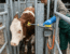UK cattle EID mandate checklist