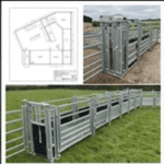 sheep handling and yard design