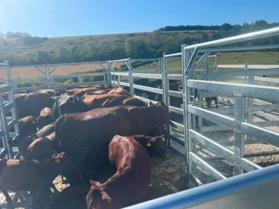 Cattle Yard Installation Cattle Yard Installation