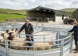 Sheep & Cattle Handling Upgrades with the Welsh Farm Productivity Grant