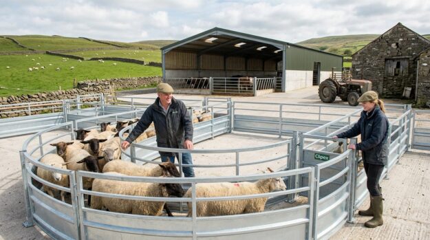 Sheep & Cattle Handling Upgrades with the Welsh Farm Grant Sheep & Cattle Handling Upgrades with the Welsh Farm Productivity Grant