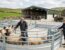 Sheep & Cattle Handling Upgrades with the Welsh Farm Productivity Grant