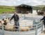 Sheep & Cattle Handling Upgrades with the Welsh Farm Productivity Grant