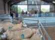 Designing a Single-Operator Sheep Yard Layout: Safety, Flow & Ergonomics