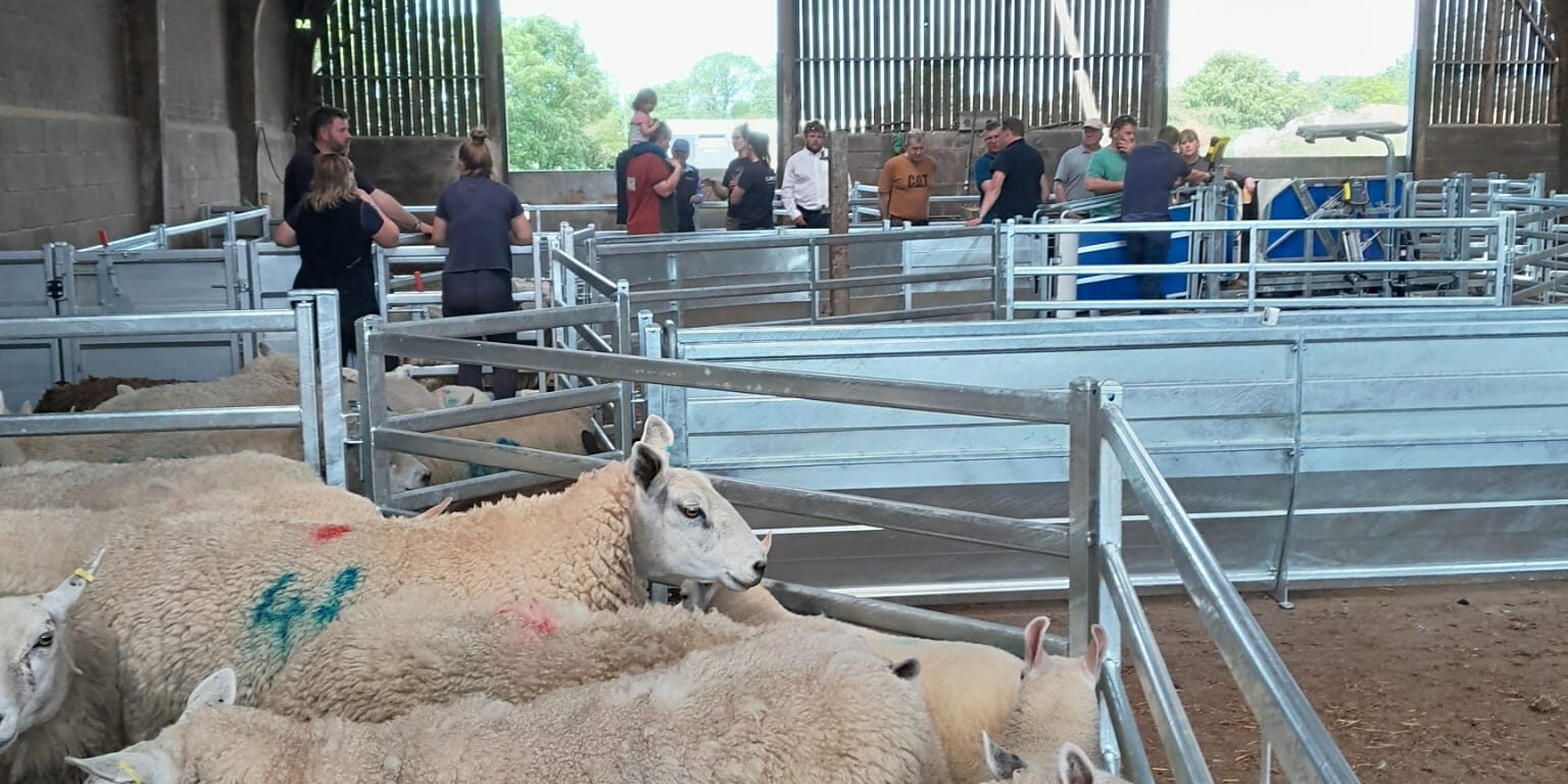 one man Sheep Yard Design Designing a Single-Operator Sheep Yard Layout: Safety, Flow & Ergonomics