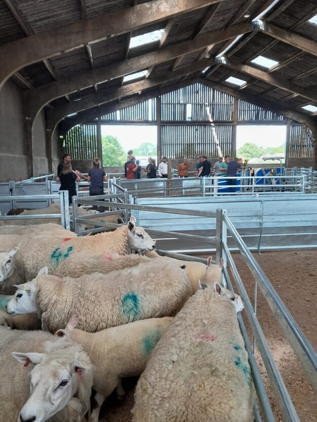 one man Sheep Yard Design Designing a Single-Operator Sheep Yard Layout: Safety, Flow & Ergonomics